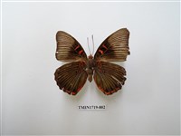 藏品(紅玉翠蛺蝶)的圖片